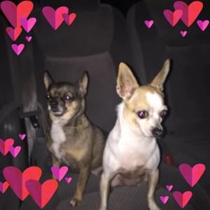 Meet your Posher, Monse